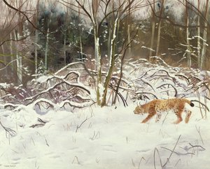 Lynx en haas door Douglas Anderson
