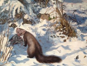 Steenmarter in de sneeuw (olieverf op doek) door Douglas Anderson