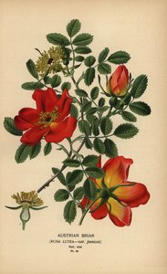 Oostenrijkse briarroos, Rosa lutea var. punicea.