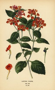 Grote salie, ghaneri of tekenbes, Lantana camara door Désiré Georges Jean Marie Bois