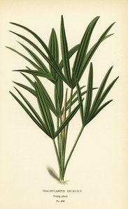 Breedbladige lady palm of bamboepalm, Rhapis excelsa. Chromolithografie naar een illustratie van Desire Bois uit Edward Step