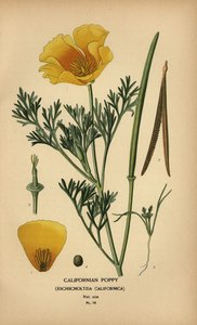Californische klaproos, Eschscholzia californica door Désiré Georges Jean Marie Bois