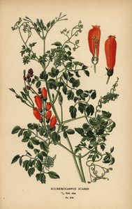Chileense glorie-bloem, Eccremocarpus scaber