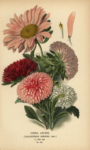 Chinese aster variëteiten, Callistephus x sinensis