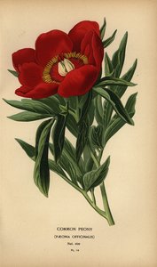 Gewone pioenroos, Paeonia officinalis door Désiré Georges Jean Marie Bois