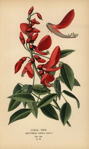 Koraalboom, Erythrina crista-galli