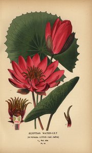 Egyptische waterlelie, Nymphaea lotus