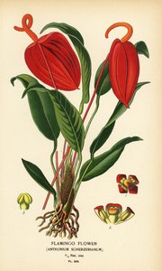 Flamingobloem, Anthurium scherzerianum. Chromolithografie van een illustratie door Desire Bois uit Edward Step