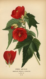 Hybride abutilon, Abutilon pictum