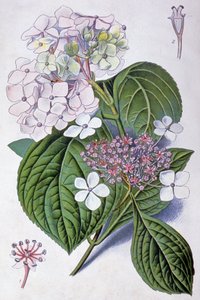 Hortensia, begin 20e eeuw (illustratie) door Désiré Georges Jean Marie Bois