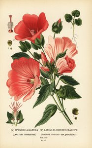 Lavatera trimestris en Malope trifida door Désiré Georges Jean Marie Bois