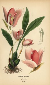 Lycaste virginalis orchidee (Lycaste skinneri)