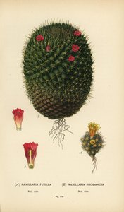 Mammillaria prolifera en Mammillaria rhodantha