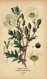 Mexicaanse papaver, Argemone grandiflora door Désiré Georges Jean Marie Bois