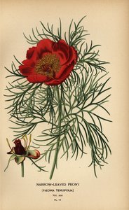 Smalbladige pioenroos, Paeonia tenuifolia door Désiré Georges Jean Marie Bois