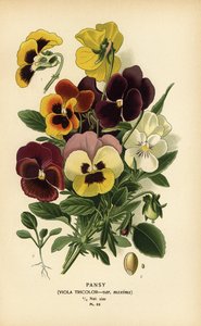 Viooltje, Viola tricolor door Désiré Georges Jean Marie Bois