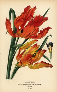 Papegaaitulp, Tulipa gesneriana var. dracontia
