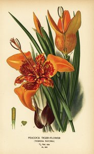 Pauw tijgerbloem, Tigridia pavonia