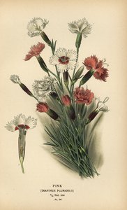 Anjer, Dianthus plumarius