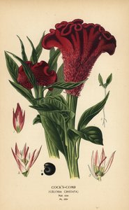 Pluimige hanekam of zilveren hanekam, Celosia argentea