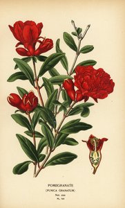 Granaatappel, Punica granatum door Désiré Georges Jean Marie Bois