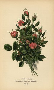 Pomponroos, Rosa centifolia var. pomponia door Désiré Georges Jean Marie Bois