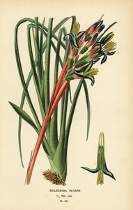 Koninginnetranenplant, Billbergia nutans