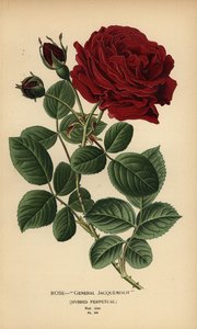 Roos General Jacqueminot, hybride perpetual door Désiré Georges Jean Marie Bois