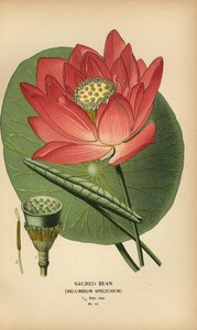 Heilige lotus of Indiase lotus, Nelumbo nucifera