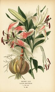 Prachtlelie, Lilium speciosum door Désiré Georges Jean Marie Bois