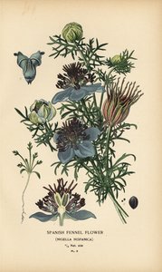 Spaanse venkel, Nigella hispanica