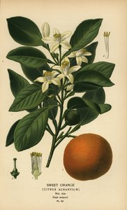 Zoete sinaasappel, Citrus x aurantium door Désiré Georges Jean Marie Bois