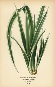Tahitian schroefpalm, Pandanus tectorius door Désiré Georges Jean Marie Bois