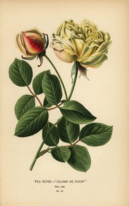 Theeroos hybride, Gloire de Dijon, Rosa × odorata