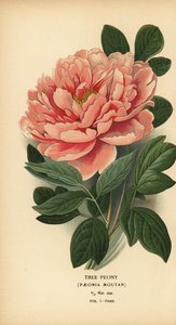 Boompioen, Paeonia moutan door Désiré Georges Jean Marie Bois