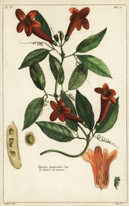 Knoflookwijnstok, Bignonia aequinoctialis, Linn