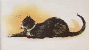 Een kat
