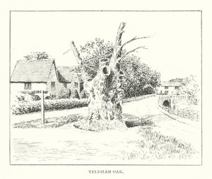 Yeldham Eik door Duncan Moul