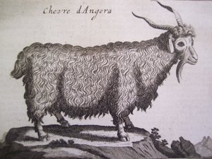 Angorageit, uit Relation dun Voyage du Levant door Joseph Pitton de Tournefort, Amsterdam, 1718