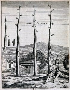 Fruitbomen, uit De Nederlandze Hesperides door Jan Commelin, gepubliceerd 1676 door Dutch School