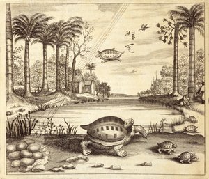 Schildpadeieren die uitkomen, uit China Illustrated door Athanasius Kircher (1601-80) 1667 door Dutch School
