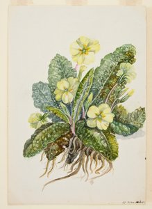 Primula vulgaris Huds Sleutelbloem, ca. 1920s door EF Crowley