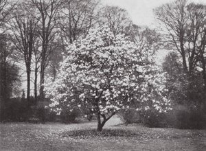 Kew Gardens, ca. 1900