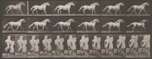Dierlocomotie. Een elektro-fotografisch onderzoek van opeenvolgende fasen van dierbeweging door Eadweard Muybridge