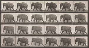 Dierlijke voortbeweging. Een elektro-fotografisch onderzoek van opeenvolgende fasen van dieren ..., 1880s door Eadweard Muybridge