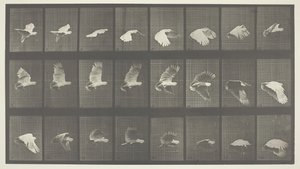 Dierlijke Locomotie, Plaat 758, 1887 door Eadweard Muybridge