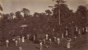 Koffieoogst, Las Nubes-Guatemala, 1875 door Eadweard Muybridge