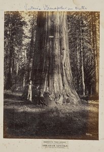 Mammoth Tree Grove, Calaveras County, Californië. Abraham Lincoln. 320 voet hoog, 54 voet in omtrek door Eadweard J. Muybridge