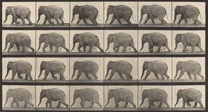 Plaat Nummer 733. Olifant lopend door Eadweard Muybridge