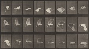 Plaat Nummer 758. Vliegende Kaketoe door Eadweard Muybridge